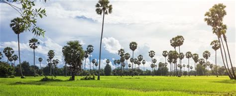 Palm Tree - The National Tree of Cambodia - Luxe Voyage Asia