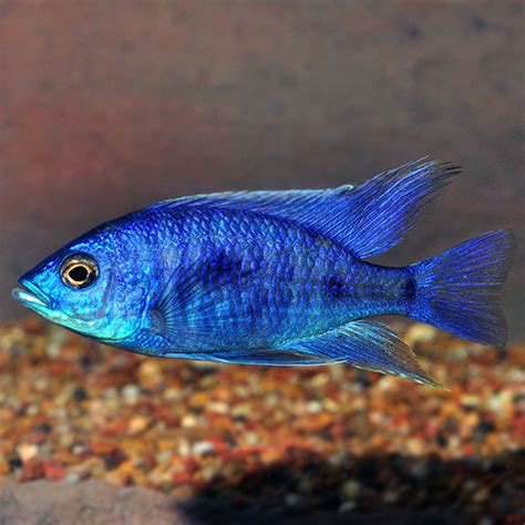 Electric Blue African Cichlid: Tropical Fish for Freshwater Aquariums