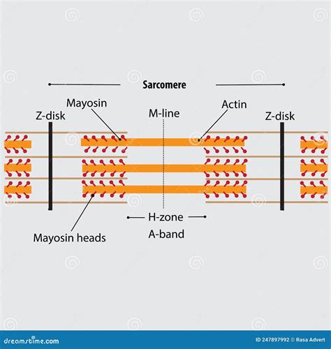 Sarcomere Bands