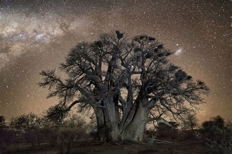 Interview: Beth Moon Photographs the World's Ancient Trees