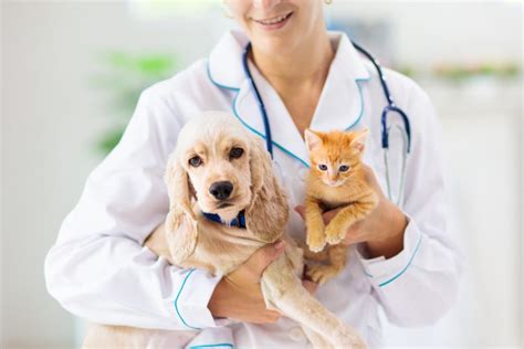 Vet Near Me - The States with the Highest and Lowest Number of Veterinarians - Veterinarians.org