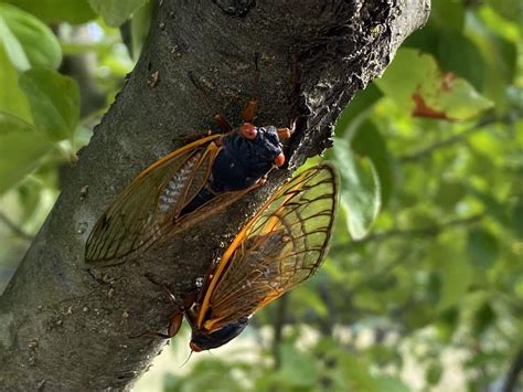 They are Almost Gone: Try these Cicadas Recipes - Nelson Tree Specialist