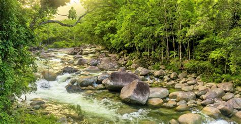 daintree-rainforest - Visit Daintree Rainforest