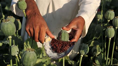 Afghan Farmers: Opium Is The Only Way To Make A Living : Parallels : NPR