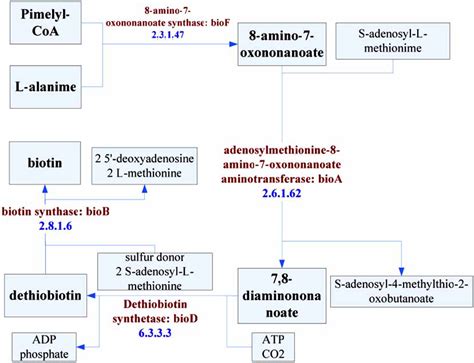 The pathway of biotin biosynthesis I. | Download Scientific Diagram