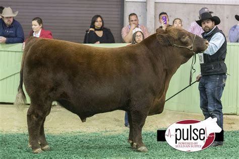 FWSSR | Red Angus Bulls | The Pulse