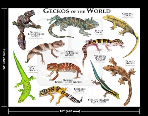 Geckos of the World Poster Print | Etsy