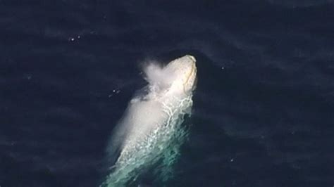 Rare albino humpback whale spotted in Australia - BBC News