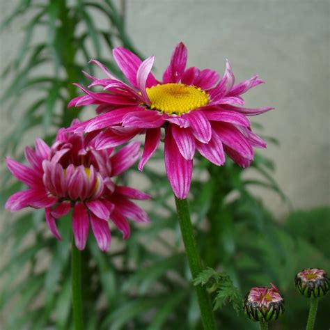 Tanacetum coccineum 'Painted Daisy'