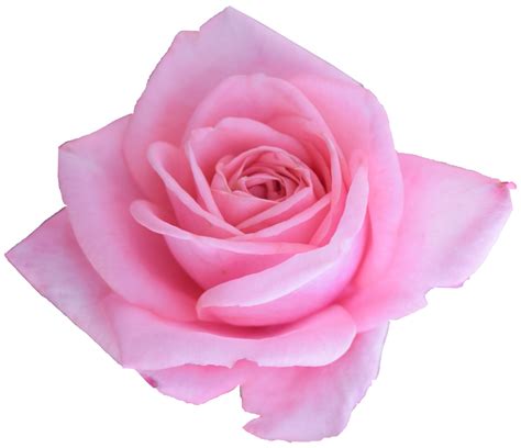 6 Pink Rose (PNG Transparent) | OnlyGFX.com