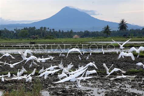 BURUNG KUNTUL KECIL | ANTARA Foto