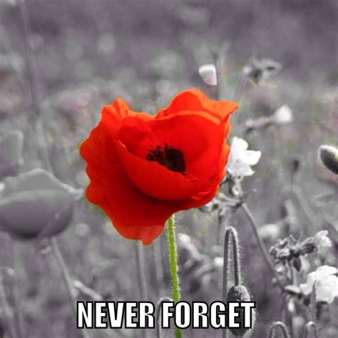 We Will Remember Them - Lest We Forget | Remembrance day poppy, Remembrance day, Poppies