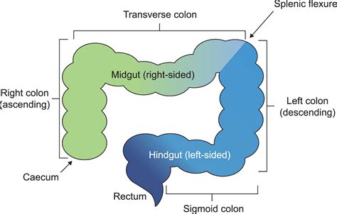 Understanding the role of primary tumour localisation in colorectal cancer treatment and ...