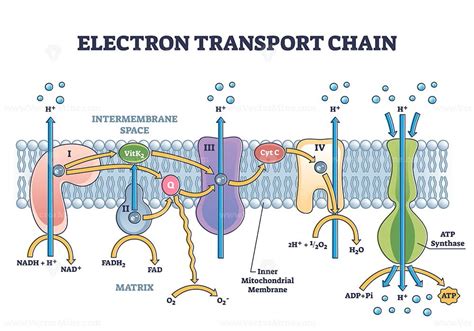 Electron transport chain as respiratory embedded transporters outline diagram – VectorMine