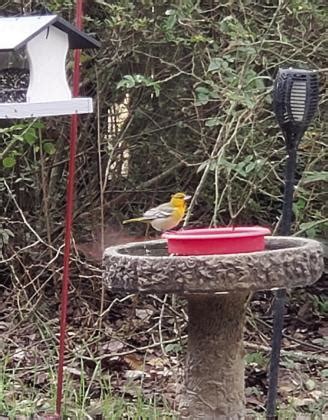 Bullock’s Oriole spotted locally - The Jena Times