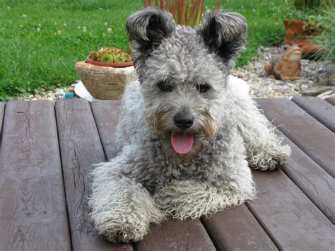 Pumi | GreatDogSite