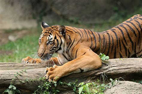 Tiger Claws Pic Stock Photos, Pictures & Royalty-Free Images - iStock