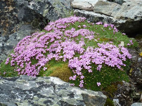 Great Divide Nature Interpretation - Nature Notes: Moss Campion at ...