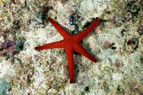 Sea Stars and Starfish of the Great Barrier Reef KSLOFLiving Oceans Foundation