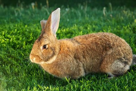 What Breeds Are Best As Pet Rabbits? - SimplyRabbits - Rabbit care