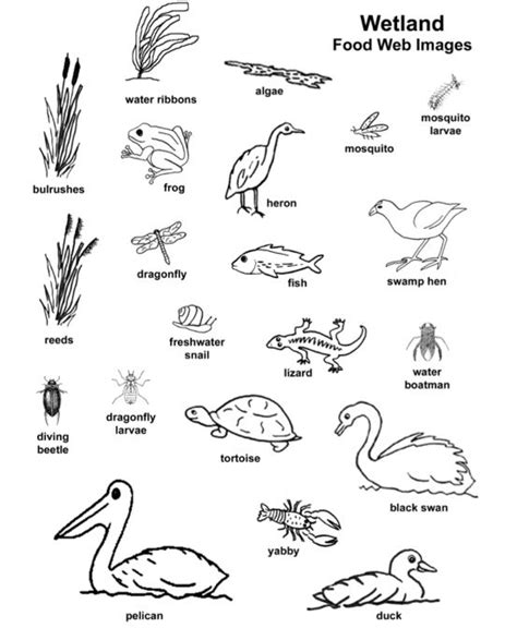 80+ [ Coloring Pages Of Wetland Animals ] - Grassland ... | Food web worksheet, Food web ...