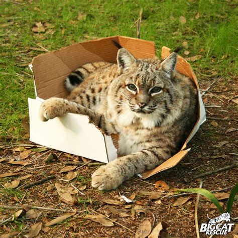 Big Cat Rescue | BIG cats love boxes too!