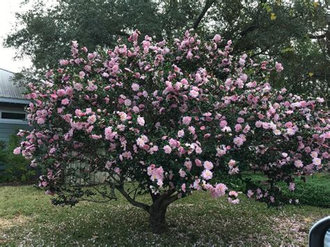 Sasanqua Camelllia (Camellia oleifera 'Plantation Pink') in the Camellias Database - Garden.org