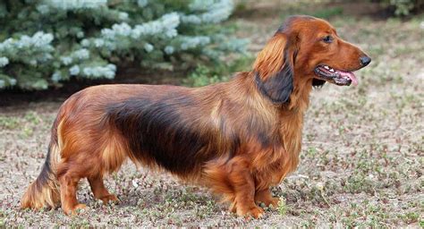 Dachshund Names - 300 Ideas For Naming Your Wiener Dog