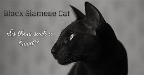 Black Siamese Cats - Is There Such A Breed? - Cat-World