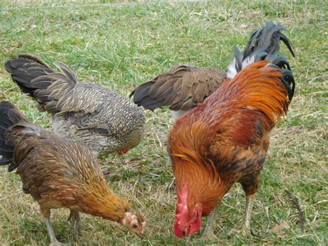 5 Laughing Chicken AYAM KETAWA Hatching Eggs from Shady Grove Farm WV ...