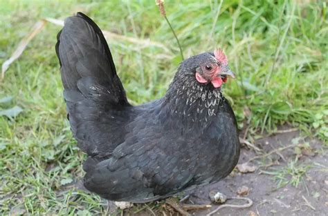 Bantam Chicken Breeds List | Benefits of Having Banty