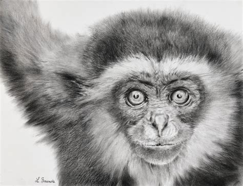 Drawing of gibbon by Laurence Saunois, Animal Artist