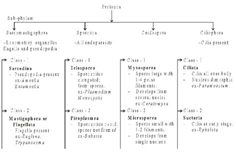 Phylum Mastigophora