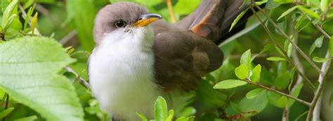 Yellow-Billed Cuckoo - American Bird Conservancy