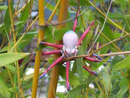 The Pacific Northwest Tree Octopus | Sightings