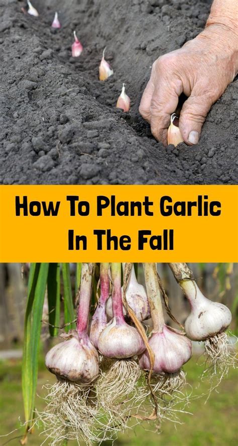 How To Plant Garlic In The Fall | Fall garden vegetables, Planting ...