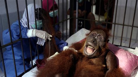 An Orangutan Named Hope Was Repeatedly Shot With an Air Rifle. She Was Blinded but Survived ...