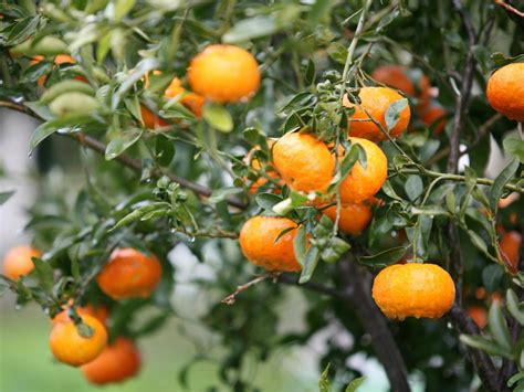 How to Select Fruit Trees | HGTV