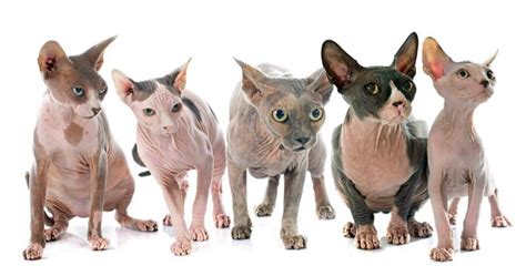 Hairless Cat Names (187+ Sphynx Kitten Ideas)