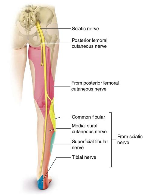 Sciatica Pain Can Radiate To The Knee: Chiropractic Rehabilitation