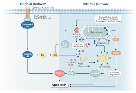 Extrinsic Apoptosis Pathway