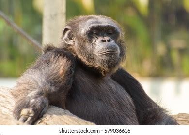 Close Face Male Chimpanzee Stock Photo 579036616 | Shutterstock