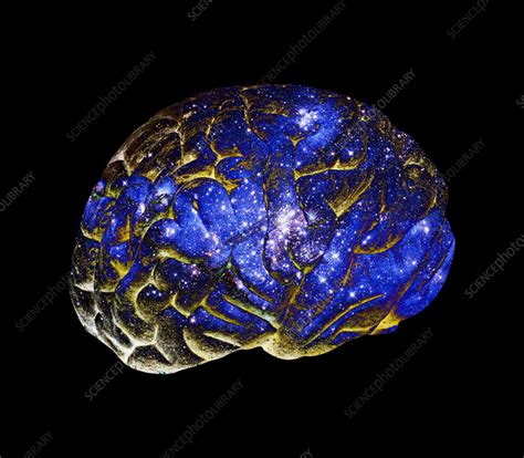 Boltzmann brain, conceptual image - Stock Image - F037/2693 - Science Photo Library