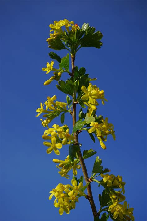 Ribes Aureum Flowers Yellow · Free photo on Pixabay