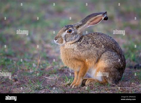 Cape hare, Cape hare, desert hares, Cape hares (Lepus capensis), hares ...