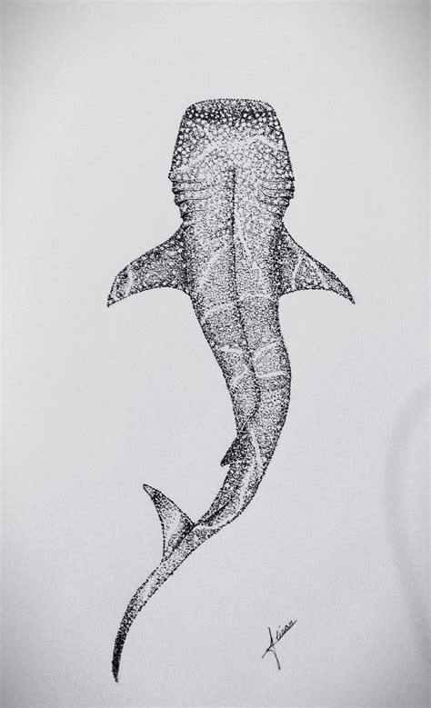 Whale Shark Sketch