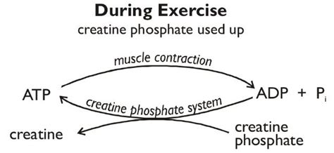 Creatine phosphate during exercise. | AQA A2 Biology (Unit 5) | Pinterest | Aqa, Biology and ...