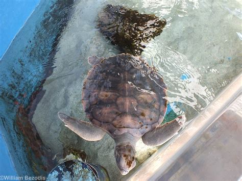 Flatback Sea Turtle - ZooChat