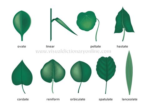 PLANTS & GARDENING :: PLANTS :: LEAF :: SIMPLE LEAVES image - Visual ...