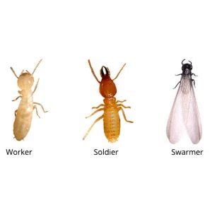 Subterranean Termites – Pest Management Systems Inc.